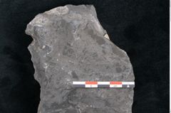 Foto (Detailansicht) von Flabellaria sublongirachis Ettingshausen (NHMW-GEO-2024-0188-10215)
